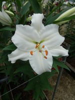 [5340 All Choice 16 ST No02.JPG]